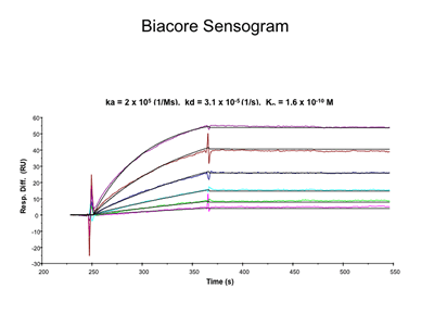 Biacore Sensogram