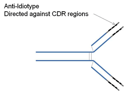 Anti-Idiotype Directed against CDR regions